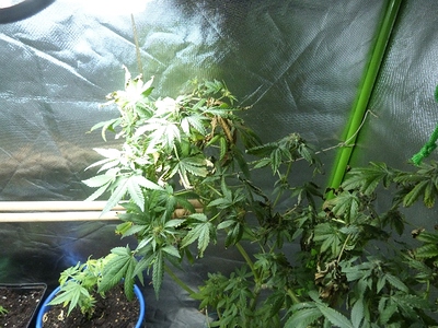 Growreport Bild 9