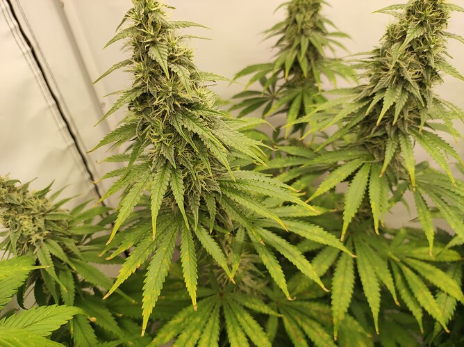 Growreport Bild 1