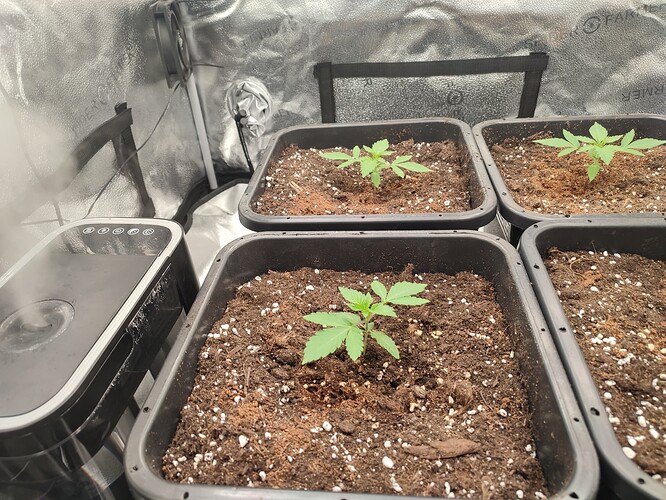 Growreport Bild 4