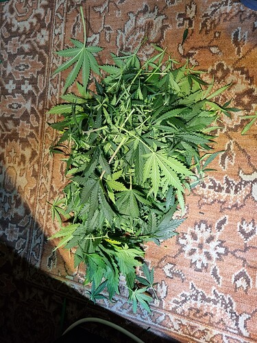Growreport Bild 19