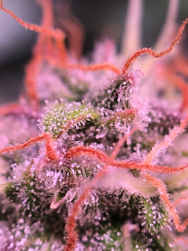 Growreport Bild 29