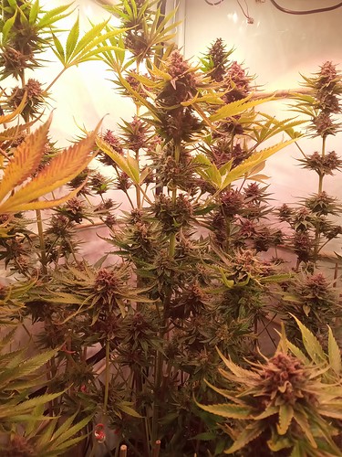 Growreport Bild 21