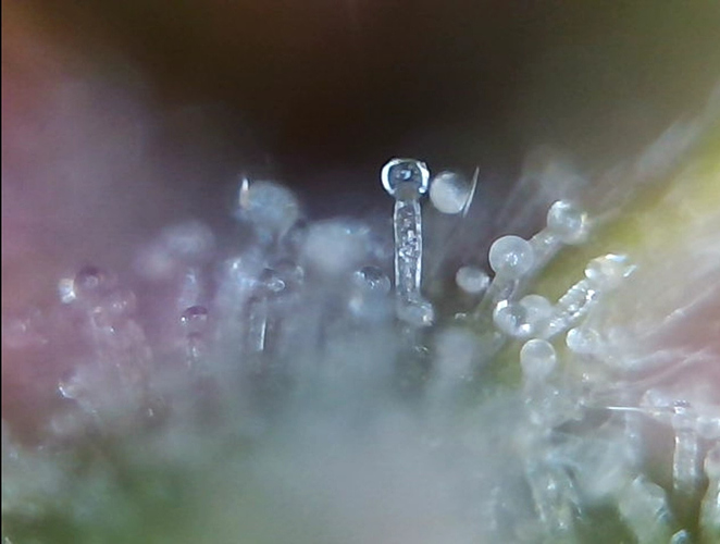 Growreport Bild 31