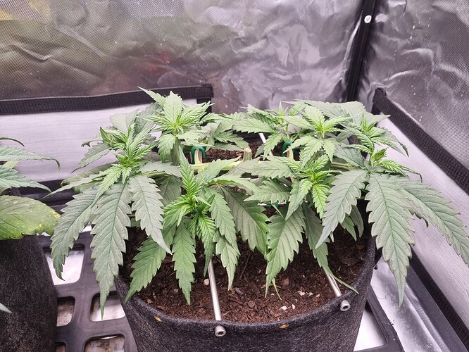 Growreport Bild 25