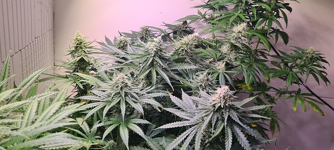 Growreport Bild 5