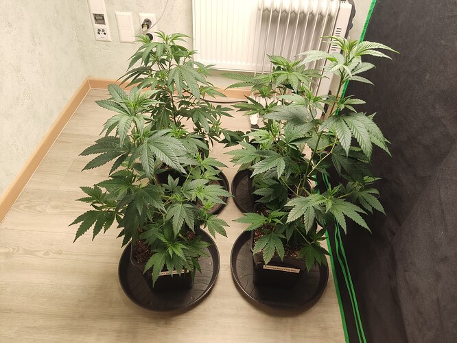 Growreport Bild 2