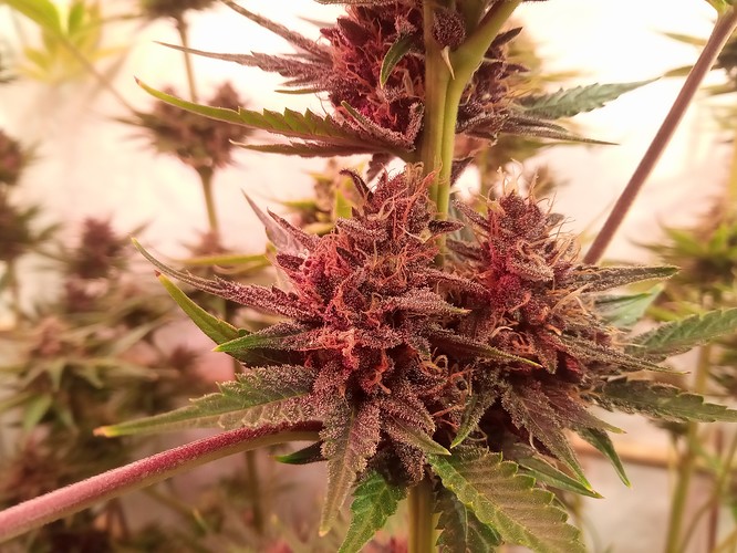 Growreport Bild 33