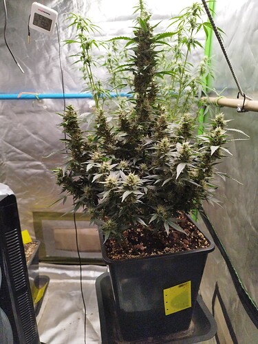 Growreport Bild 3