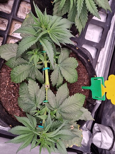 Growreport Bild 5