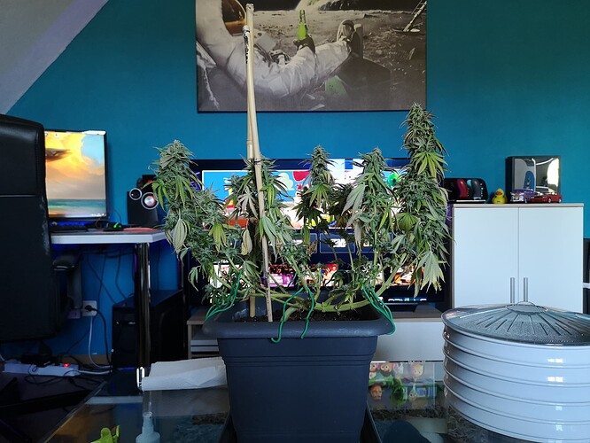 Growreport Bild 1