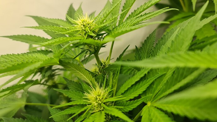 Growreport Bild 1