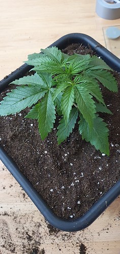 Growreport Bild 12