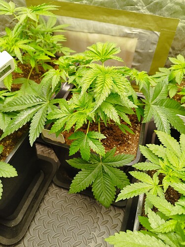 Growreport Bild 5