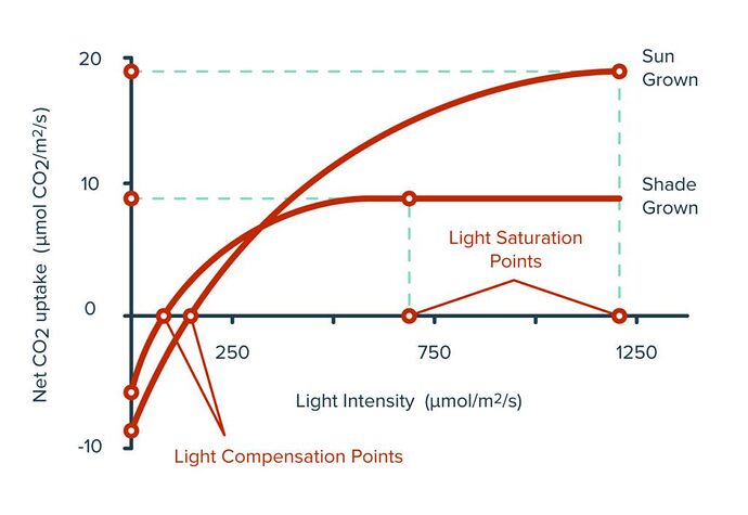 Light-Compensation-Points-1024x706