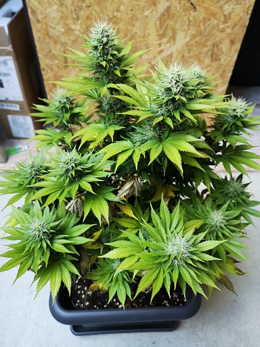 Growreport Bild 5