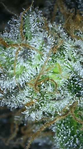 Growreport Bild 18