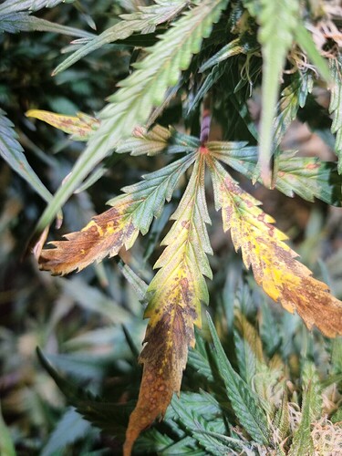 Growreport Bild 66