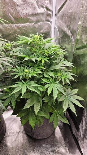 Growreport Bild 5