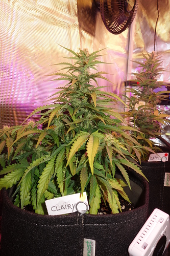 Growreport Bild 39