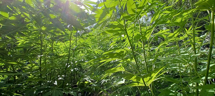 Growreport Bild 5
