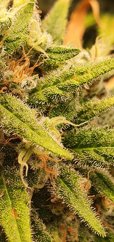 Growreport Bild 22