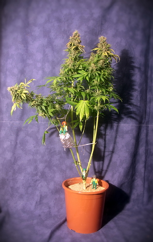 Growreport Bild 3