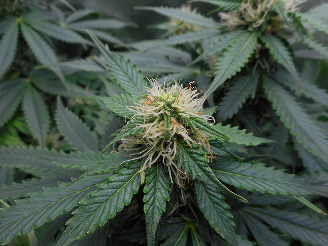 Growreport Bild 3