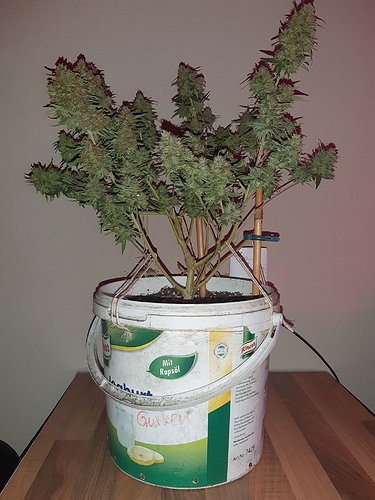 Growreport Bild 10