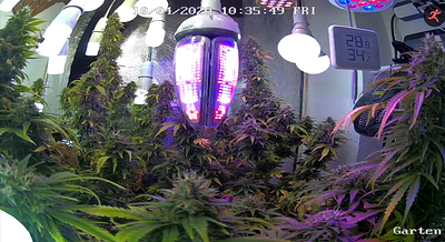 Growreport Bild 1