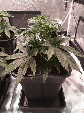 Growreport Bild 7