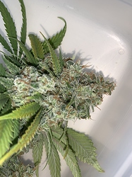 Growreport Bild 5