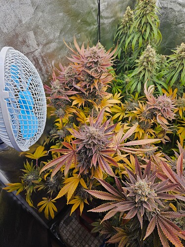 Growreport Bild 1
