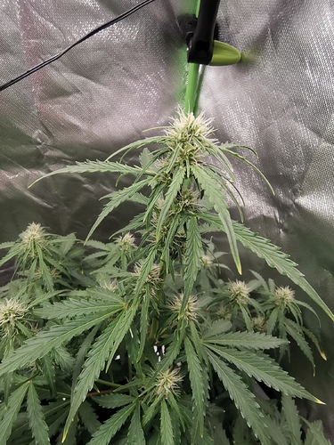 Growreport Bild 12