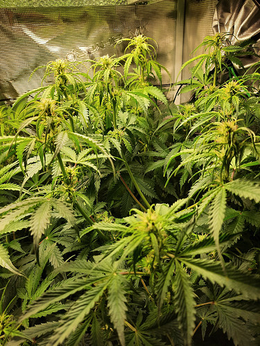 Growreport Bild 12