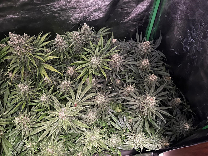 Growreport Bild 14