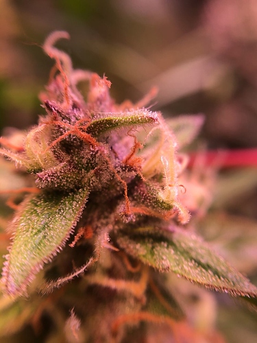 Growreport Bild 4