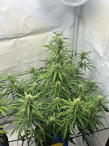 Growreport Bild 25