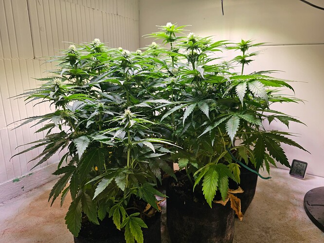 Growreport Bild 7