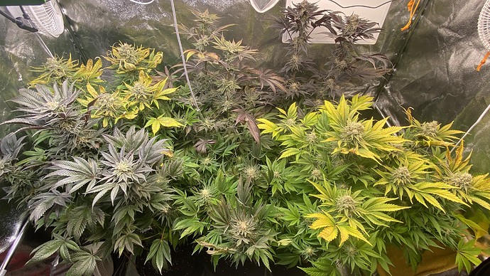 Growreport Bild 25