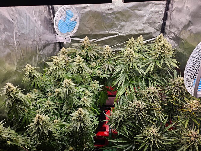Growreport Bild 30