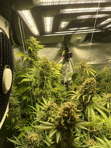 Growreport Bild 40