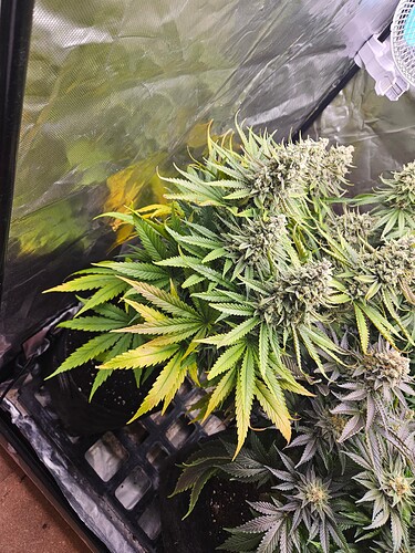 Growreport Bild 36