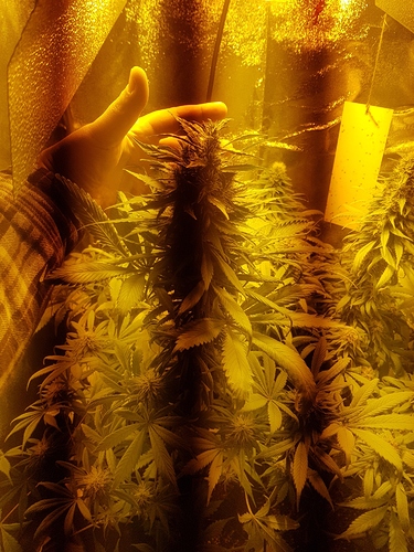 Growreport Bild 2