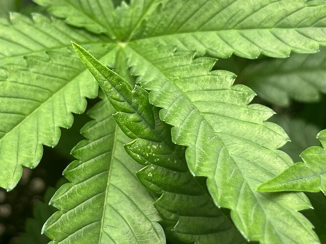 Growreport Bild 5