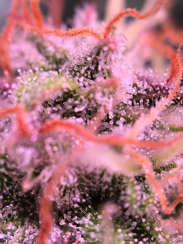 Growreport Bild 27