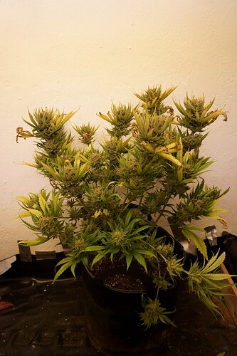 Growreport Bild 2