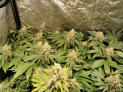 Growreport Bild 5