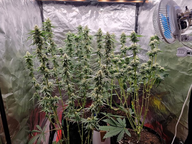 Growreport Bild 19