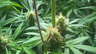 Growreport Bild 4