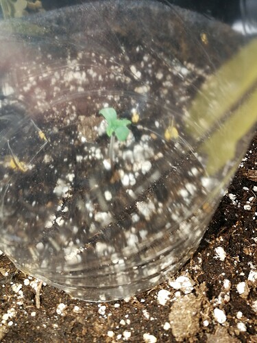 Growreport Bild 110